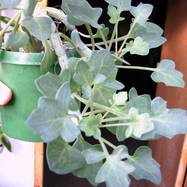 Senecio articulatus f.globosa Jacobs. Senecio (Compositae)