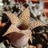 Stapelianthus decaryi Choux. Stapelianthus (Стапелиантус)