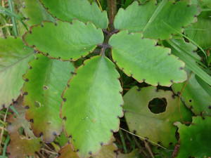 Kalanchoe pinnatа