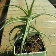 Tillandsia sp. Tillandsia (Bromeliaceae)