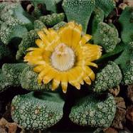 Titanopsis TITANOPSIS (ТИТАНОПСИС)