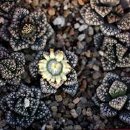 Titanopsis calcarea TITANOPSIS (ТИТАНОПСИС)