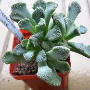 Titanopsis fulleri TITANOPSIS (ТИТАНОПСИС)