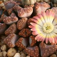 Titanopsis_hugo-schlechteri TITANOPSIS (ТИТАНОПСИС)