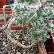 Trichodiadema densum TRICHODIADEMA (ТРИХОДИАДЕМА)